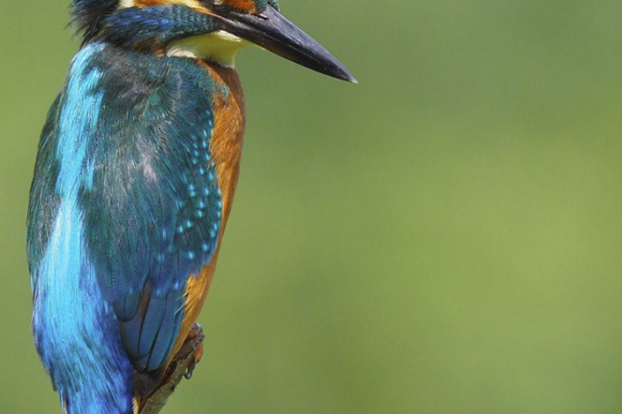 Des Espèces Parmi'Lyon