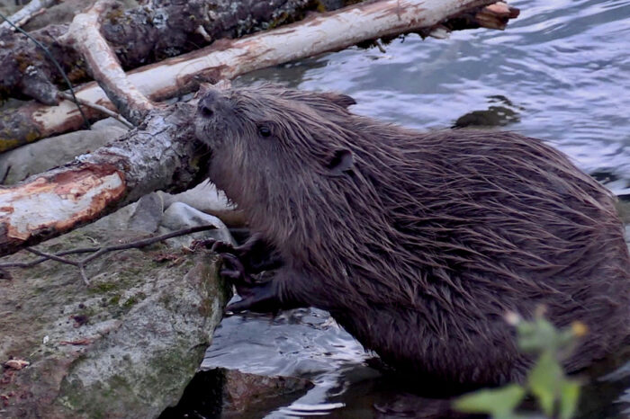 Des Espèces Parmi'Lyon