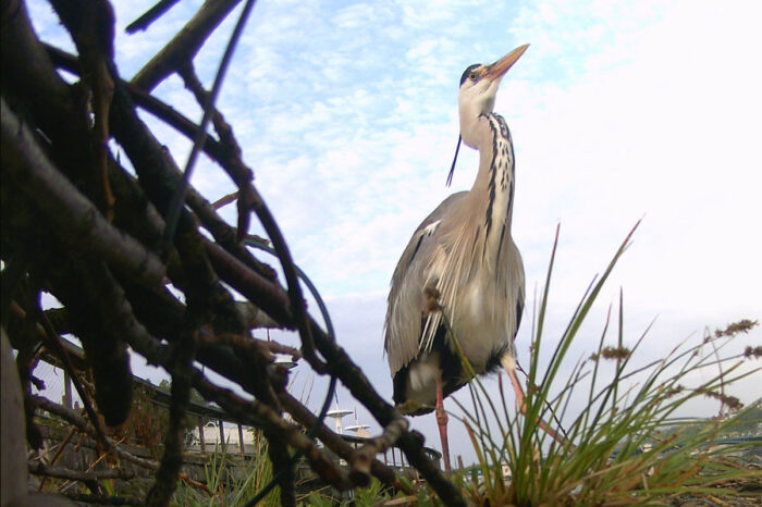 Des Espèces Parmi'Lyon