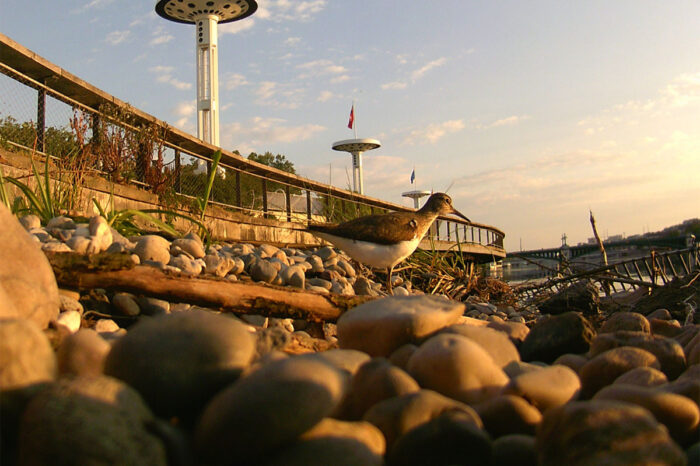 Des Espèces Parmi'Lyon